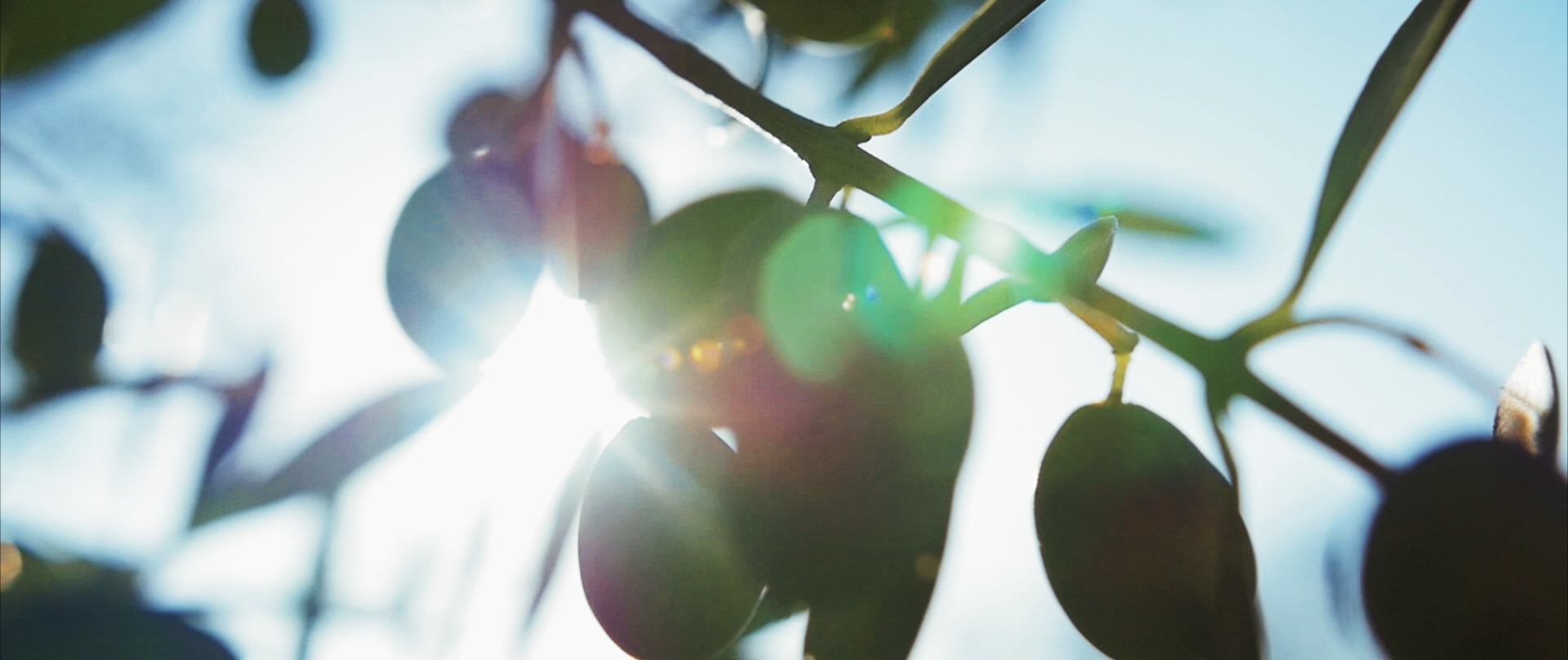 Oleificio toscano Morettini - produzione olio di oliva